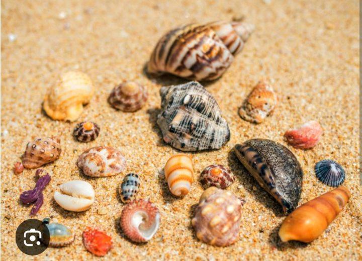 Kalimetiya Beach Cabana Hungama Екстер'єр фото